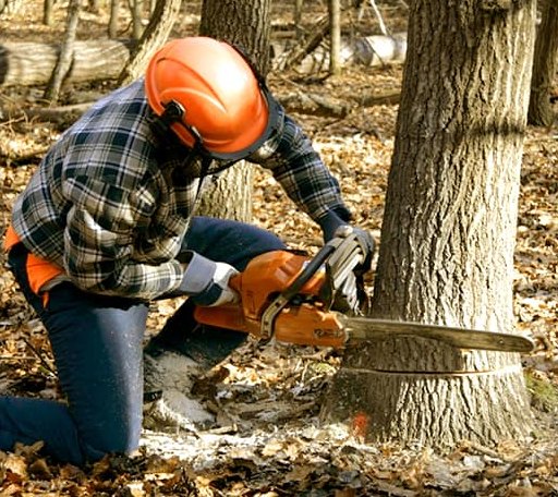 Tree Removal in Limestone, ME